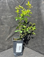 Роза английская Мэри Роуз 